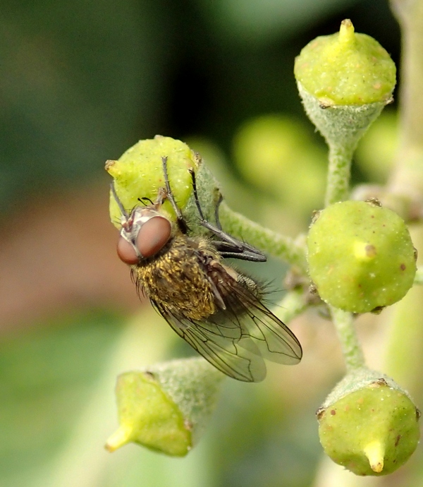 Diptera da id.